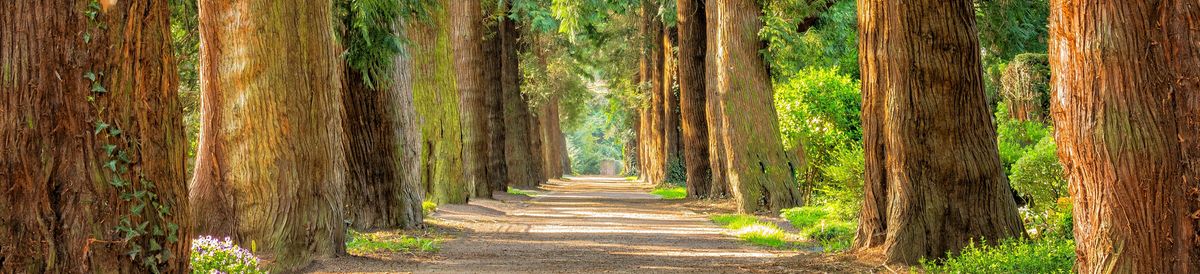 Eine Lichtdurchflutete Baumallee mit grünen Pflanzen am Wegesrand